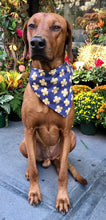 Load image into Gallery viewer, Koa's Ruff Life, Koa in a large Notre Dame fighting Irish bandana for dogs