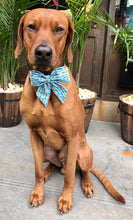 Load image into Gallery viewer, Koa's Ruff Life: Koa in a large blue little pumpkin sailor bow for dogs