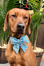 Load image into Gallery viewer, Koa's Ruff Life: Koa in a large blue little pumpkin sailor bow for dogs