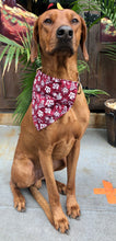 Load image into Gallery viewer, Koa's Ruff Life: Koa in a large Texas A&M  bandana for dogs