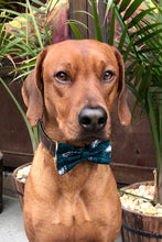 Load image into Gallery viewer, Koa's Riff Life, Koa in a large green and white Philadelphia Eagles bow tie for dogs