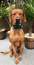 Load image into Gallery viewer, Koa's Riff Life, Koa in a large green and white Philadelphia Eagles bow tie for dogs