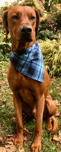 Load image into Gallery viewer, Koa's Ruff Life, Koa in a large The blue/blue plaid bandana personalized with your pup's name