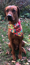 Load image into Gallery viewer, Koa's Ruff Life, Koa in a large red 12 days of Hawaiin Christmas bandana  for dogs