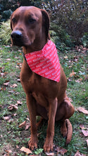Load image into Gallery viewer, Koa's Ruff Life, Koa in a large red naughty list bandana