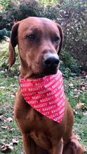 Load image into Gallery viewer, Koa's Ruff Life, Koa in a large red naughty list bandana