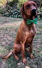 Load image into Gallery viewer, Koa's Ruff Life, Koa in a large green nice list dog bow tie