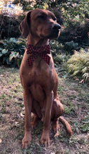 Load image into Gallery viewer, Koa's Ruff Life, Koa in a large red buffalo plaid sailor bow