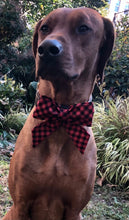 Load image into Gallery viewer, Koa's Ruff Life, Koa in a large red buffalo plaid sailor bow