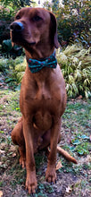 Load image into Gallery viewer, Koa's Ruff Life, Koa in a large Ho Ho Ho bow tie for dogs