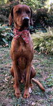 Load image into Gallery viewer, Koa's Ruff Life, Koa in a large Santa's milk and cookies sailor bow