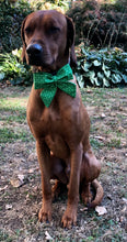 Load image into Gallery viewer, Koa's Ruff Life, Koa in a large green nice list sailor bow for dogs