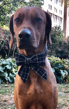 Load image into Gallery viewer, Koa's Ruff Life, Koa in a large plaid sailor bow