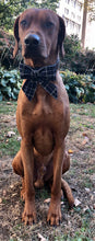 Load image into Gallery viewer, Koa's Ruff Life, Koa in a large plaid sailor bow