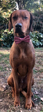 Load image into Gallery viewer, Koa's Ruff Life, Koa in a large fair isle deer red bow tie