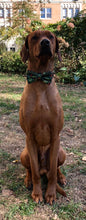 Load image into Gallery viewer, Koa's Ruff Life, Koa in a large Christmas Mistletoe green bow tie personalized with your pup's name