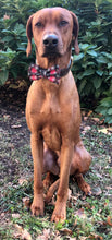 Load image into Gallery viewer, Koa's Ruff Life, Koa in a large snowflake red/black plaid bow tie personalized with your pup's name.