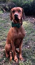 Load image into Gallery viewer, Koa's Ruff Life, Koa in a large green buffalo plaid bow tie personalized with your pup's name