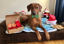 Load image into Gallery viewer, Koa's Ruff Life, Santa's milk and cookies gift box: Koa in a large green milk and cookies bow tie, Christmas cookies (Santa Claus, reindeer, snowman, Mr & Mrs Gingerbread, Christmas tree), Santa's milk and cookies dog toy