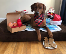 Load image into Gallery viewer, Koa's Ruff Life, Koa in a large "I ate Santa's cookies" bandana