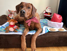 Load image into Gallery viewer, Koa's Ruff Life, Reindeer gift box: Koa in a large red reindeer (fair isle deer) sailor bow, Christmas cookies (santa claus, snowman, reindeer, mr and mrs gingerbread, christmas tree), and reindeer dog toy