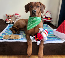 Load image into Gallery viewer, Koa's Ruff Life, Sant's Nice List Gift box: Koa in a large green nice bandana, Christmas cookies (santa claus, snowman, reindeer, Mr & Mrs Gingerbread, Christmas tree), and Santa Claus dog toy