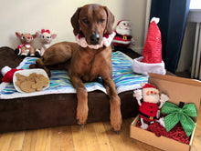 Load image into Gallery viewer, Koa's Ruff Life, Koa with his Christmas-themed cookies, may be ordered in peanut butter, pumpkin or cheese