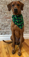 Load image into Gallery viewer, Koa's Ruff Life, Koa in a large Luck of an Irish bandana