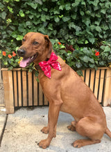 Load image into Gallery viewer, Koa's Ruff Life, Koa in the red heart swirl sailor bow for dogs. Personalized with your pup's name.