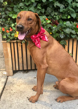 Load image into Gallery viewer, Koa's Ruff Life, Koa in the red heart swirl sailor bow for dogs. Personalized with your pup's name.