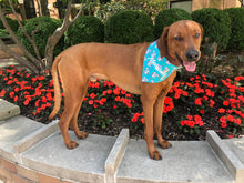Load image into Gallery viewer, Koa's Ruff Life, Koa in a customized bandana personalized.