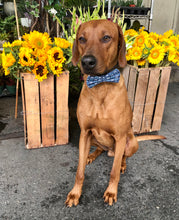 Load image into Gallery viewer, Koa's Ruff Life, Koa in a large bad to the bone bow tie.