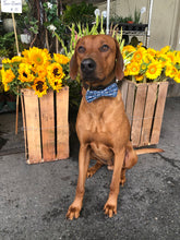 Load image into Gallery viewer, Koa's Ruff Life, Koa in a large bad to the bone bow tie.
