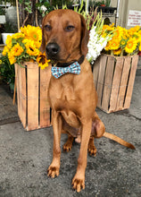 Load image into Gallery viewer, Koa's Ruff Life, Koa in a large stud muffin bow tie.