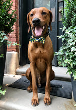 Load image into Gallery viewer, Koa's Ruff Life, Koa in the large pineapple plantation bow tie.