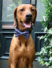 Load image into Gallery viewer, Koa's Ruff Life, Koa in a large pink flamingo bow tie.