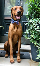 Load image into Gallery viewer, Koa's Ruff Life, Koa in a large pink flamingo bow tie.