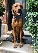 Load image into Gallery viewer, Koa's Ruff Life, Koa in a large pink flamingo bow tie.