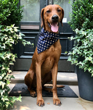 Load image into Gallery viewer, Koa's Ruff Life, Koa in a large patriot bandana for dogs