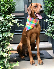 Load image into Gallery viewer, Koa's Ruff Life, Koa in a large love is love rainbow pride plaid bandana.