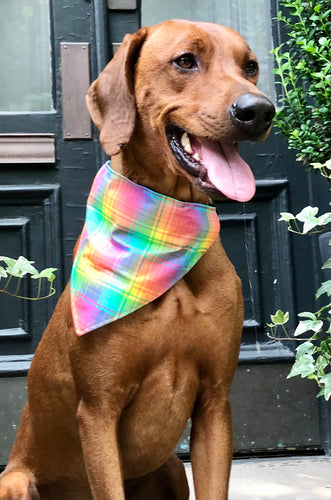Koa's Ruff Life, Koa in a large love is love rainbow pride plaid bandana.