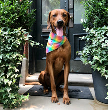 Load image into Gallery viewer, Koa's Ruff Life, Koa in a large love is love rainbow pride plaid bandana.