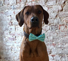 Load image into Gallery viewer, Koa's Ruff Life, Koa in the glow in the dark large teal dog bow tie.