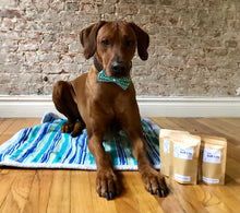 Load image into Gallery viewer, Koa's Ruff Life, Koa in the glow in the dark large teal dog bow tie and dog treats