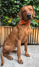 Load image into Gallery viewer, Koa's Ruff Life, Koa in the oraange fishing tale large bow tie. Includes images of bate, net, hook, nike and fish.