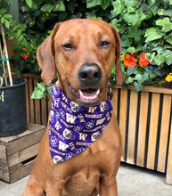 Load image into Gallery viewer, Koa's Ruff Life, Koa in the large UW Huskies Dog Bandana. College Football Dog Accessory. Show off your school Pride.