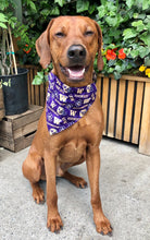 Load image into Gallery viewer, Koa's Ruff Life, Koa in the large UW Huskies Dog Bandana. College Football Dog Accessory. Show off your school Pride.