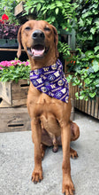 Load image into Gallery viewer, Koa's Ruff Life, Koa in the large UW Huskies Dog Bandana. College Football Dog Accessory. Show off your school Pride.
