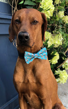 Load image into Gallery viewer, Koa's Ruff Life, Koa in the large blue birthday bow cake bow tie. Celebrte your dogs birthday in style.