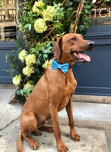 Load image into Gallery viewer, Koa's Ruff Life, Koa in the blue aloha honu large bow tie for dogs and matching collar. Bring the spirit of Hawaii to your town!